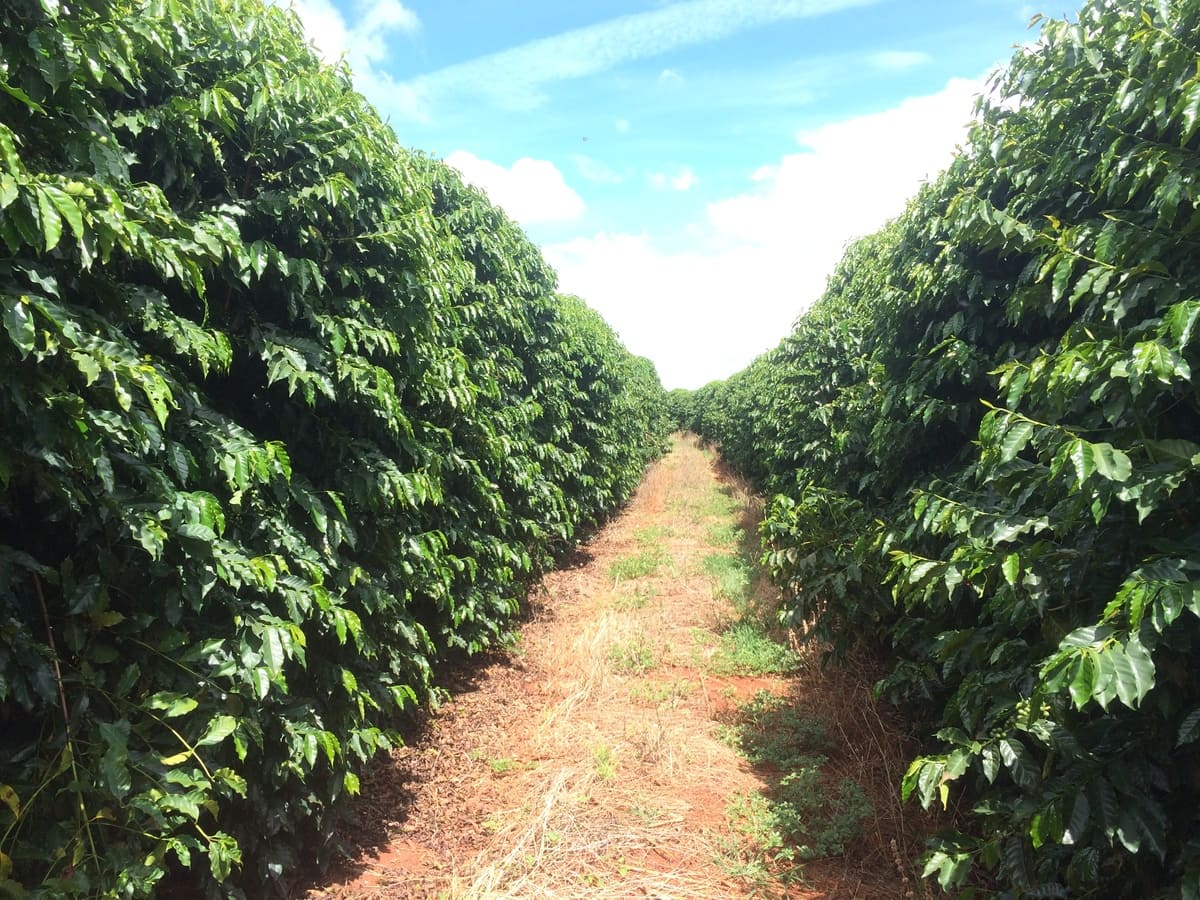 analise-foliar-do-cafeeiro
