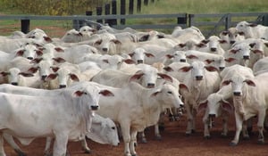 E-book Como calcular a rentabilidade real da fazenda de corte?