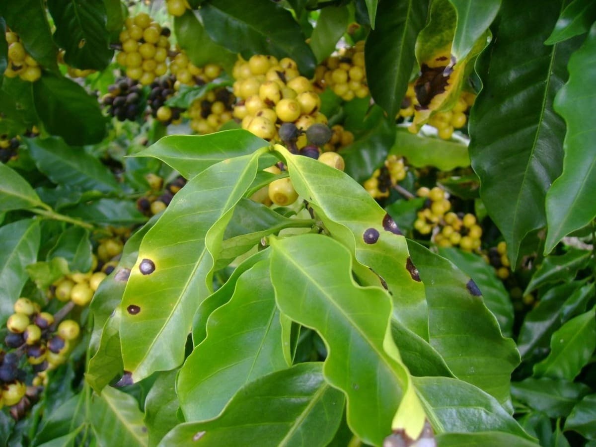 cercosporiose-no-cafe