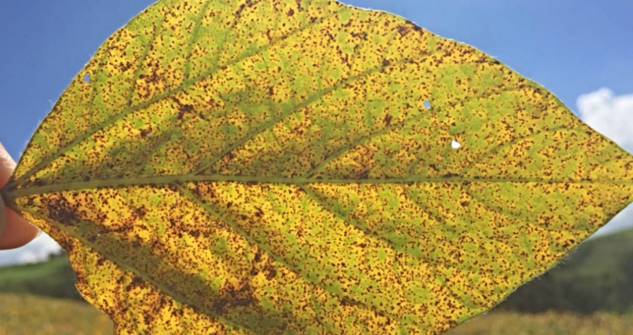ferrugem-asiatica ferrugem-asiatica